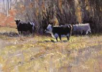 Cattle by Steven Lee Adams